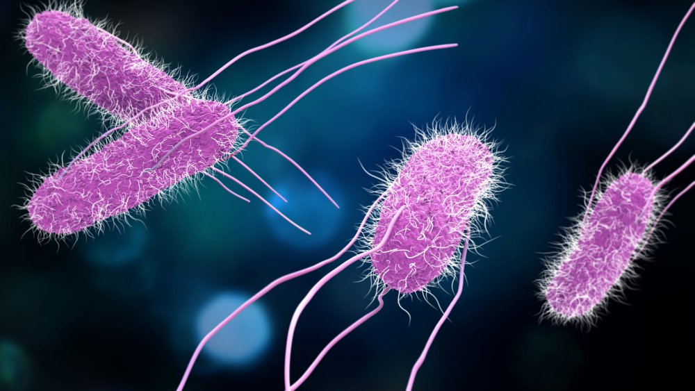 Bildet viser en illustrasjon av salmonellabakterier. De er rosa med blå bakgrunn.