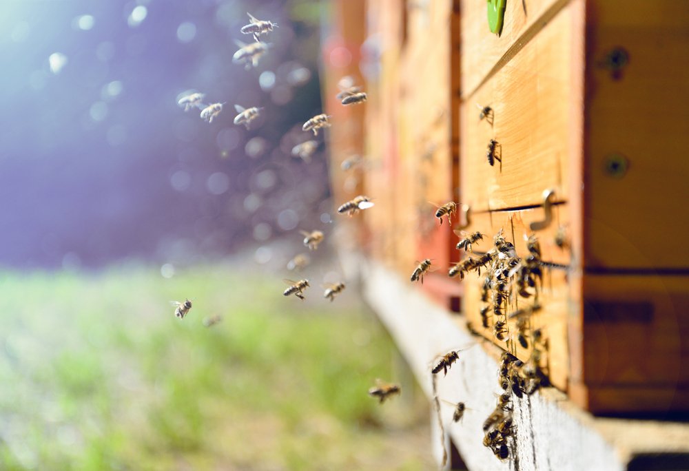 Bildet viser bier som flyr inn og ut av en bikube.
