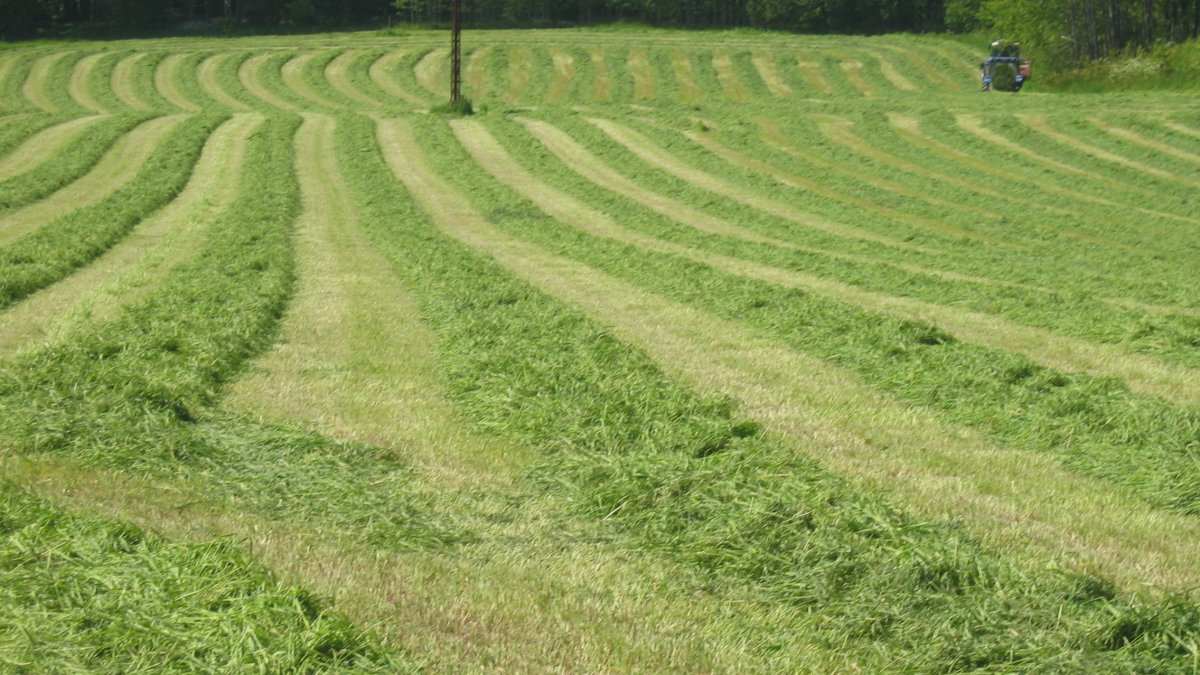Gras grassurfÃ´r