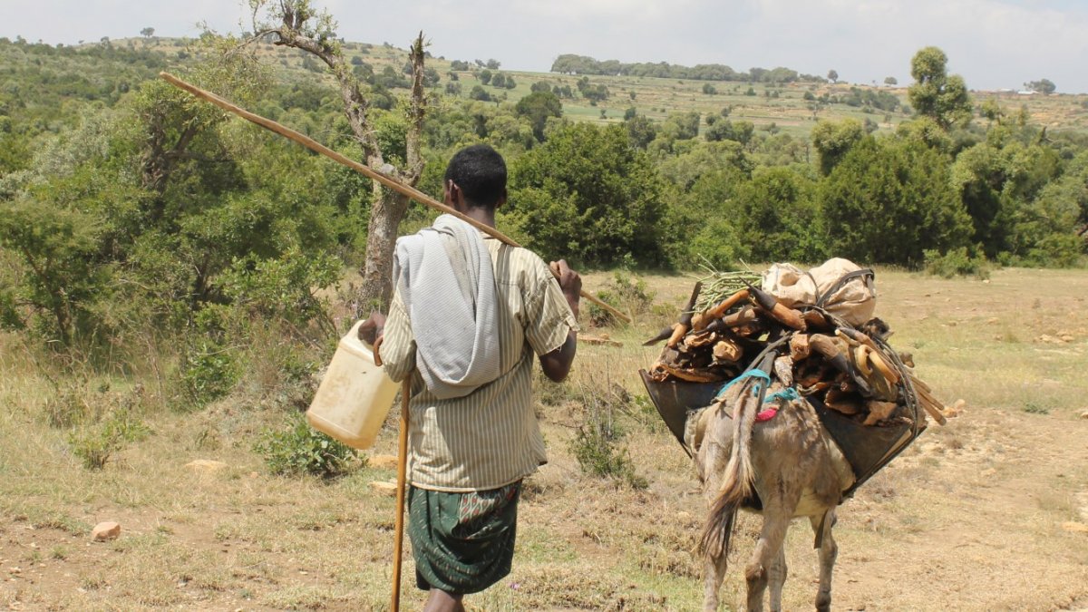 Climate-smart policy dry forest in Ethiopia | NMBU Climate-smart policy dry forest in Ethiopia | NMBU