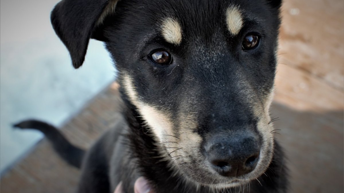 Alaska husky